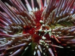 Arbacia dufresnei, a common sea urchin from the strait of... by Cesar Cardenas 